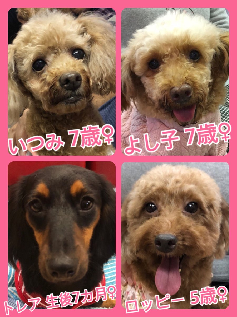 🐾今日の里親様募集中ワンコ🐶メンバーです🐾2019,11,10